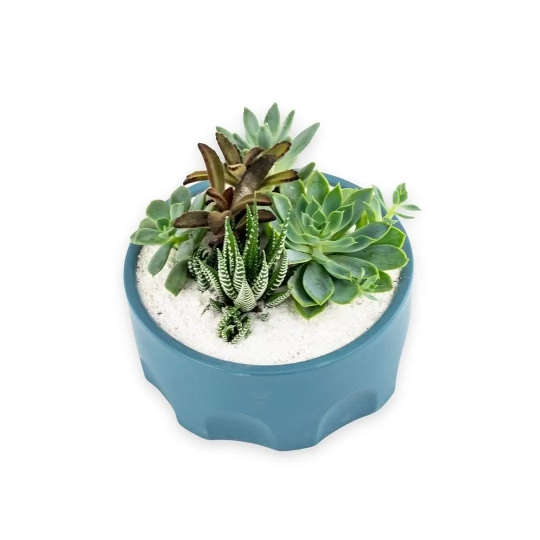 Teal Desert Gem Planting