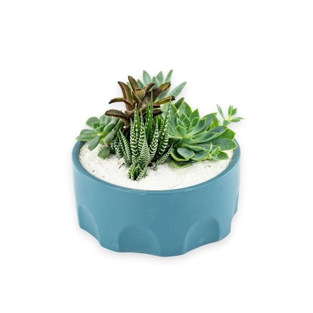 Teal Desert Gem Planting