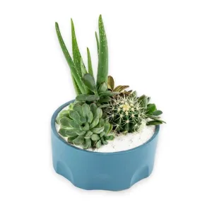 Teal Desert Gem Planting
