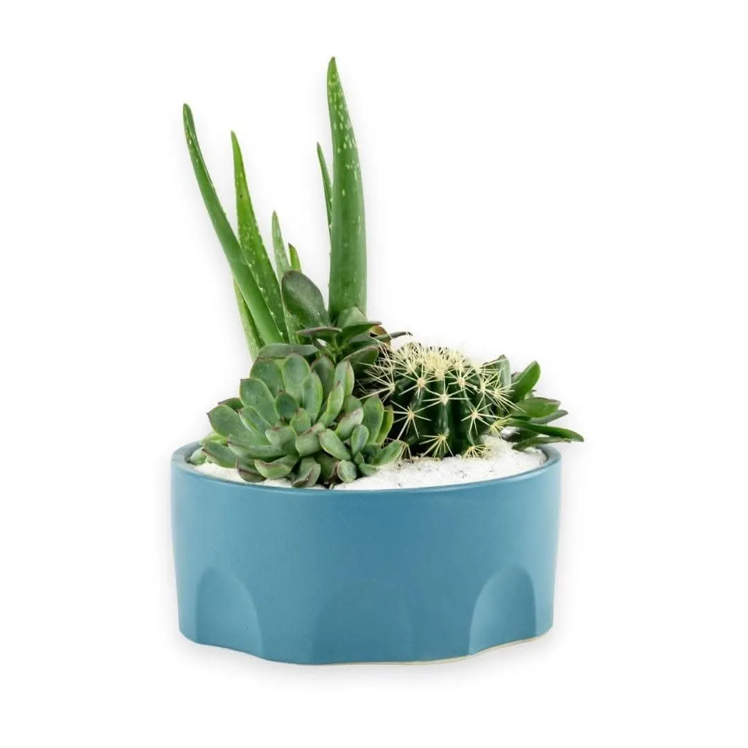 Teal Desert Gem Planting