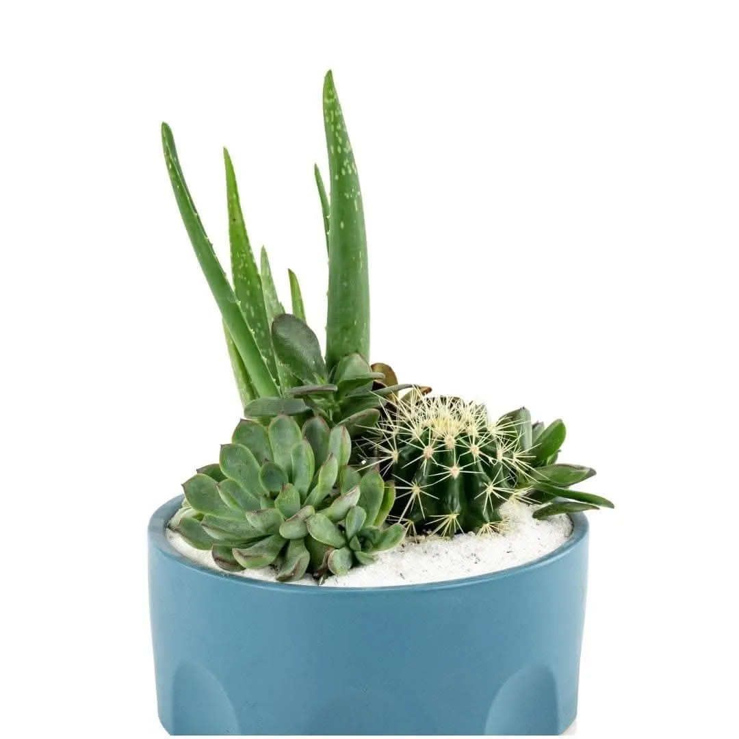 Teal Desert Gem Planting