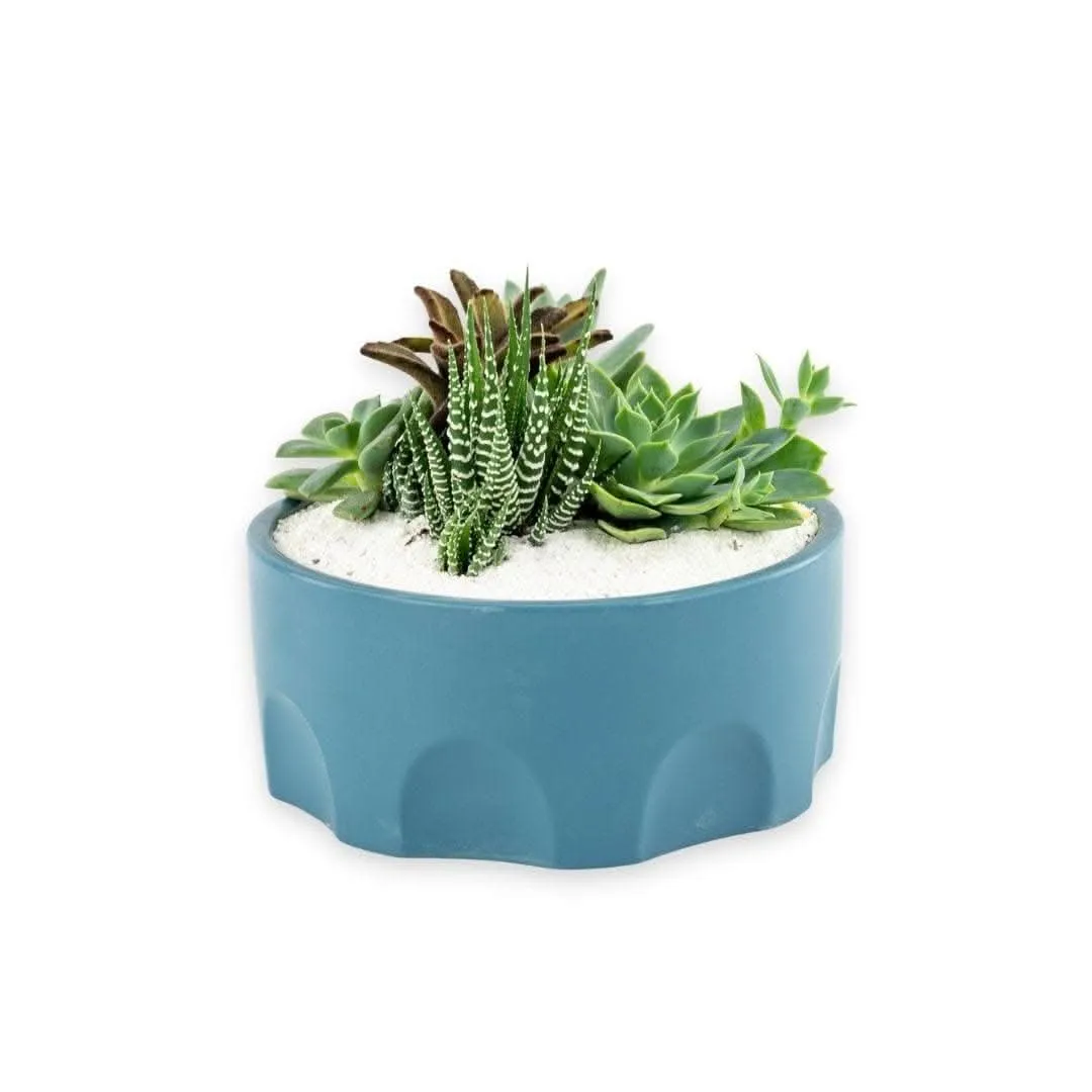 Teal Desert Gem Planting